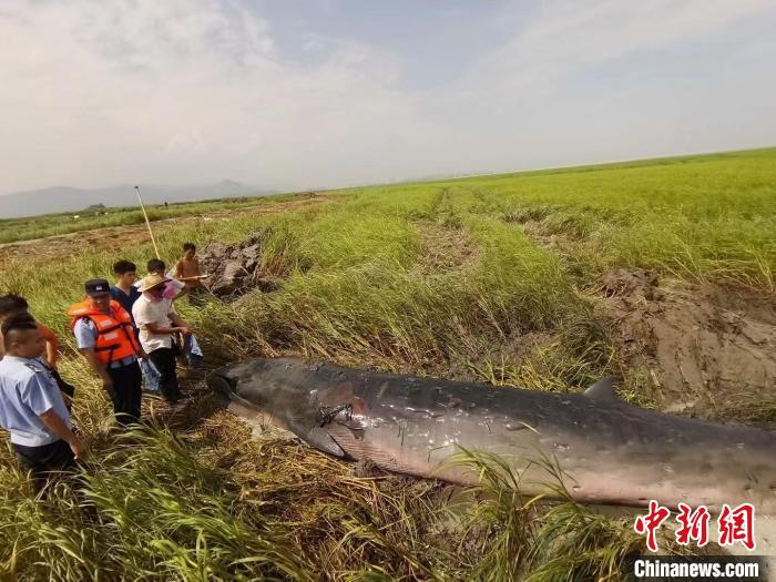 一头须鲸在浙江瑞安滩涂搁浅后续：救援12小时后死亡