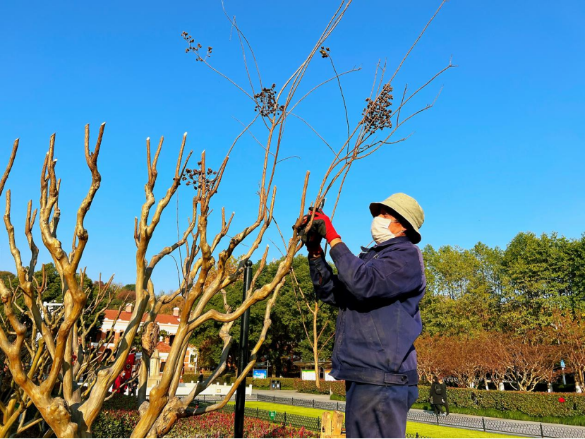 武汉首义广场举行紫薇修剪与落叶清扫效率技能赛高手济济亮点多多