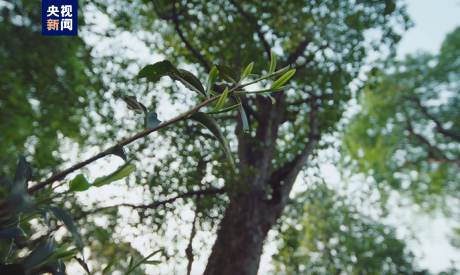 “普洱景迈山古茶林文化景观”成功列入世界遗产