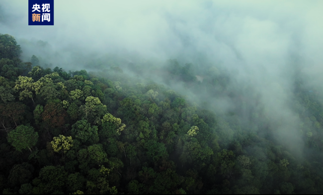 “普洱景迈山古茶林文化景观”成功列入世界遗产